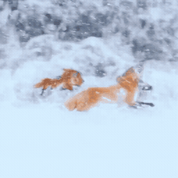 fox